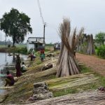 সিরাজগঞ্জ তাড়াশে চলনবিলে পাট চাষে সফলতা