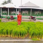 সিরাজগঞ্জে রোপা আমন ধানের চারা বিক্রির ব্যস্ততা, কৃষকদের মধ্যে উচ্ছ্বাস