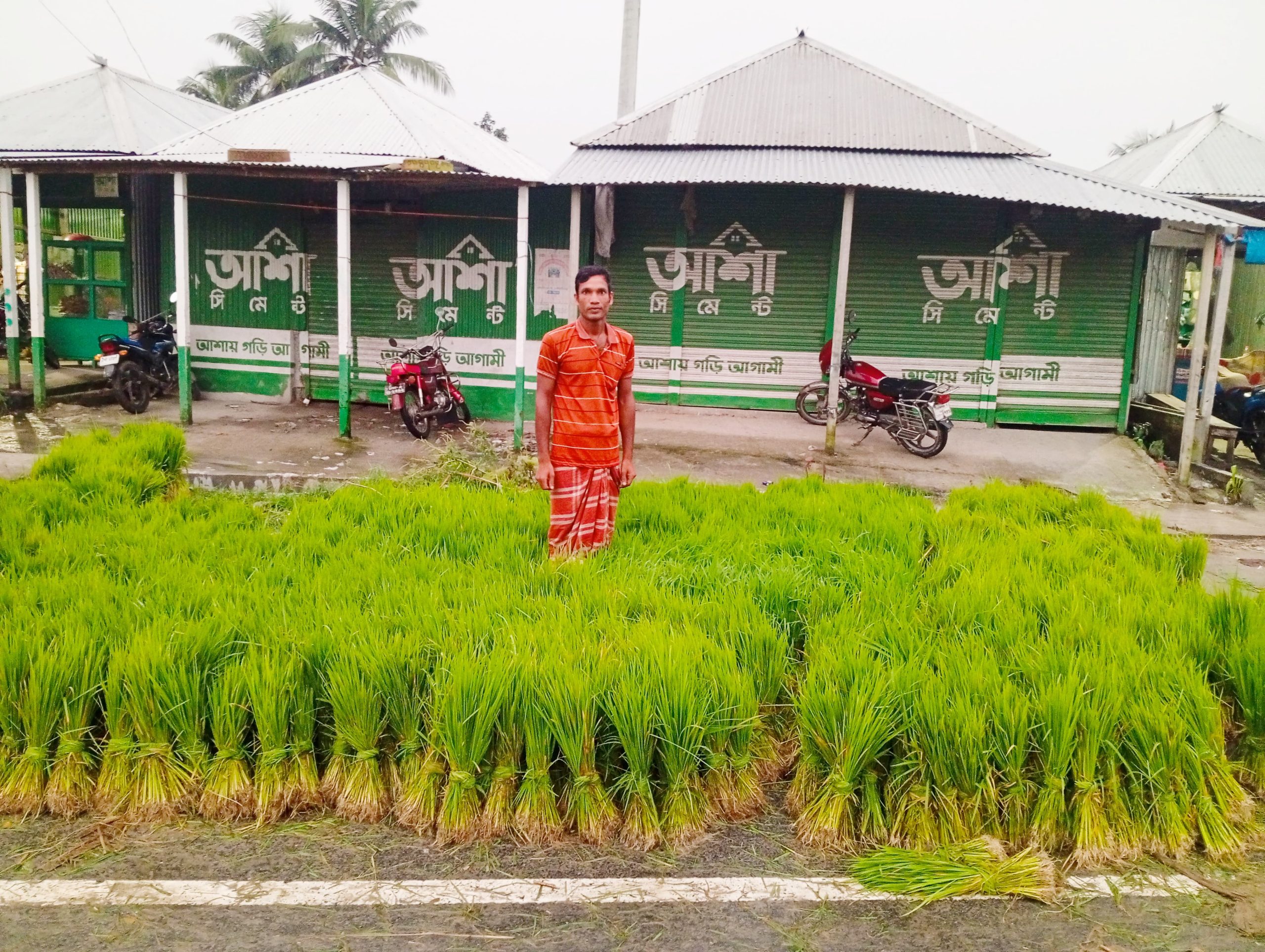 সিরাজগঞ্জে রোপা আমন ধানের চারা বিক্রির ব্যস্ততা, কৃষকদের মধ্যে উচ্ছ্বাস