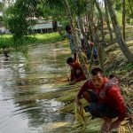 পাট কাটা ও পাটের আঁশ ছাড়ানোর কাজে ব্যস্ত সময় পার করছেন কৃষকরা
