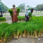 সলঙ্গায় রোপা আমনের চারা বিক্রির ধুম 