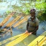 নওগাঁর আত্রাইয়ে পাটের ফলন ও দামে পাটচাষীদের মূখে হাসি