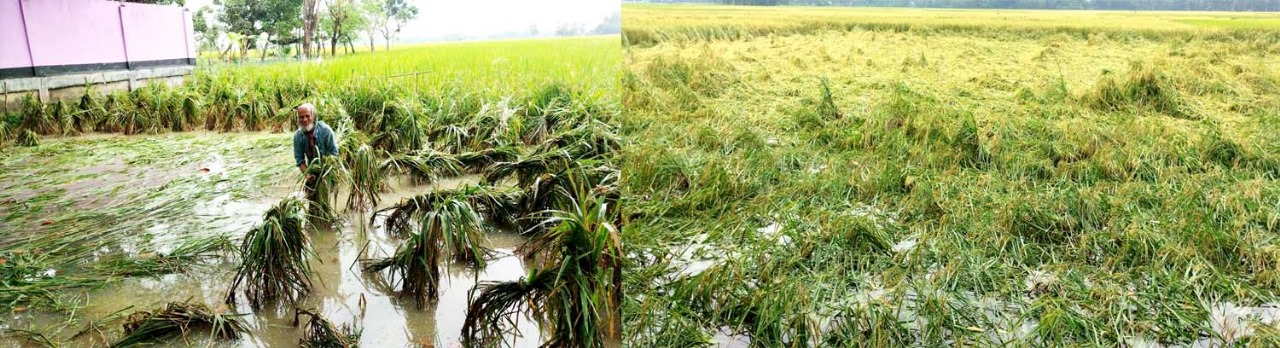 দুপচাঁচিয়ায় কৃষকের স্বপ্ন পানিতে ভেসে যাওয়ার আশঙ্কা