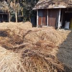 শেরপুরে পূর্ব বিরোধের জেরে কৃষকের খড়ের পালায় আগুন