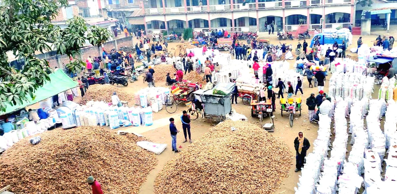 নওগাঁর কোলা হাটের হলুদ এখন পৌঁছে যাচ্ছে সারাদেশে