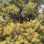 হরিপুরে আমের মুকুলে ভরে উঠেছে বাগান, কৃষকদের মুখে হাসি