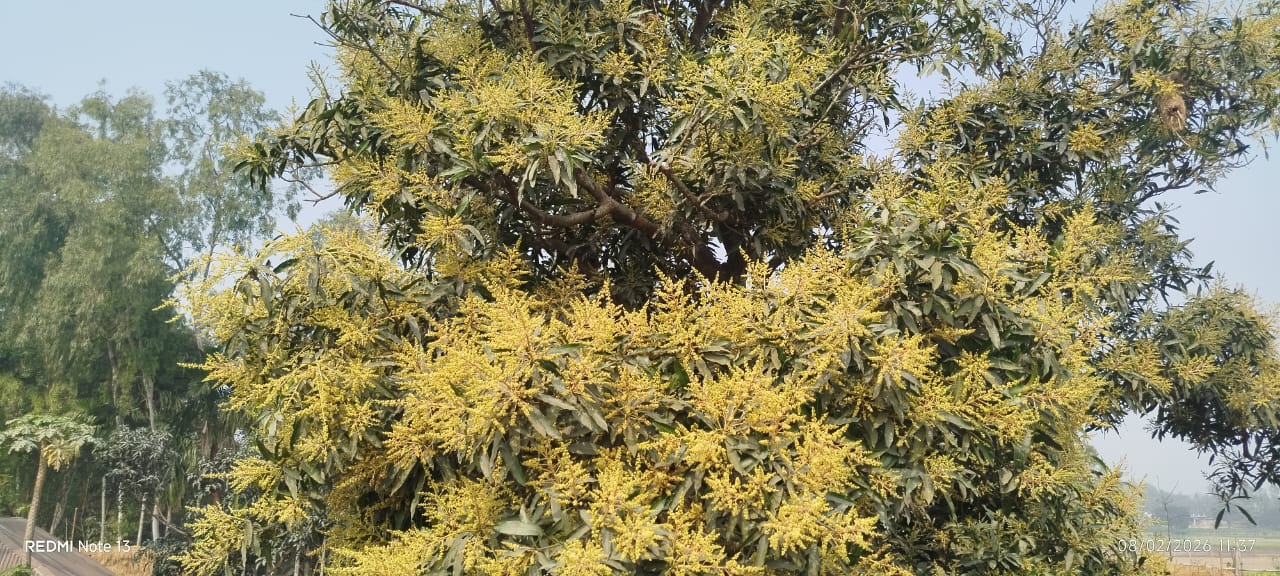 হরিপুরে আমের মুকুলে ভরে উঠেছে বাগান, কৃষকদের মুখে হাসি