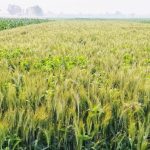 হরিপুরে কমছে গমের আবাদ, বিকল্প ফসলে ঝুঁকছেন কৃষকরা