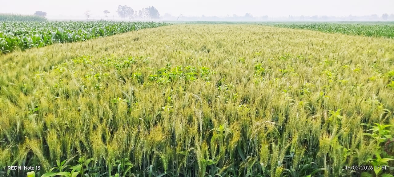 হরিপুরে কমছে গমের আবাদ, বিকল্প ফসলে ঝুঁকছেন কৃষকরা