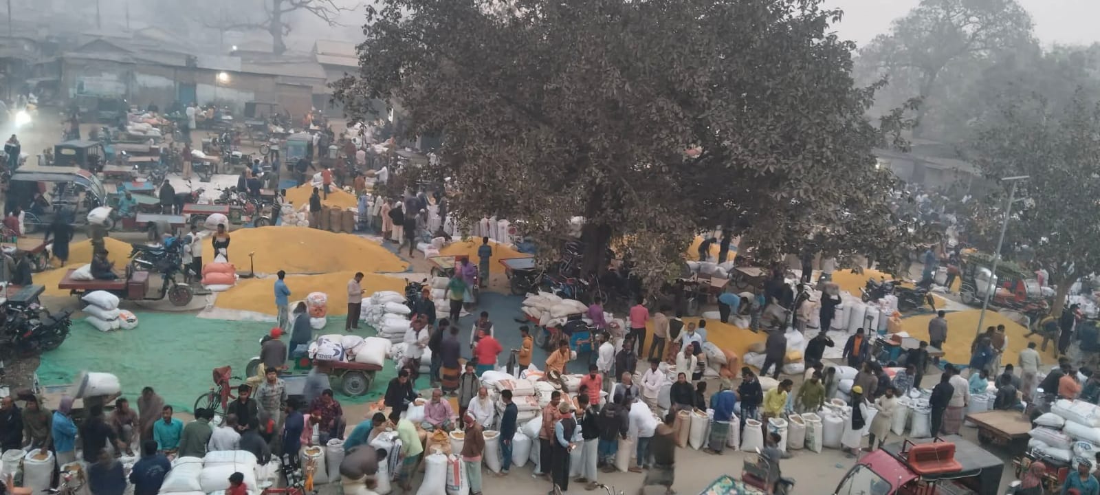 ঠাকুরগাঁও হরিপুর যাদুরাণী হাটে সরিষার বাজার প্রতি মন ২০০০–২৩০০ টাকা