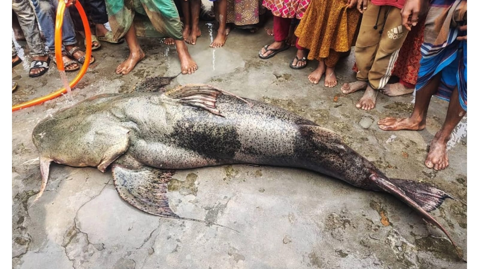 “ধুনটে জেলের বড়শিতে ধরা পড়ল মহাবিপন্ন বাঘাইড়, ওজনে প্রায় ১০৫ কেজি”