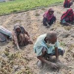 বগুড়া শেরপুরে “বাম্পার ফলনই কি কাল হলো? আলুর দামে কৃষকের সর্বনাশ”