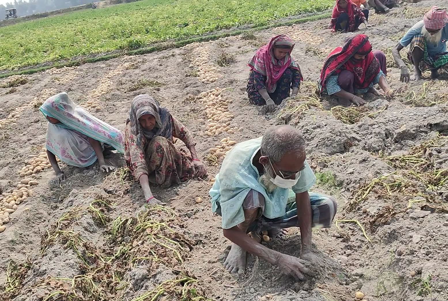 বগুড়া শেরপুরে “বাম্পার ফলনই কি কাল হলো? আলুর দামে কৃষকের সর্বনাশ”
