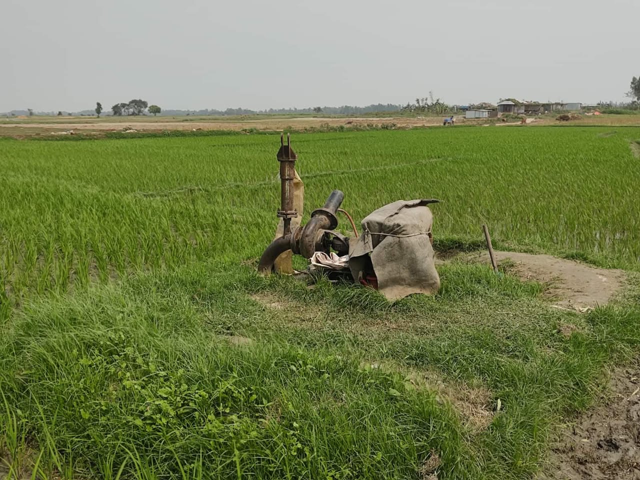 ডিজেল সংকটে সেচ ব্যহত বোরো উৎপাদন নিয়ে শঙ্কা