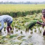 পলাশবাড়ীতে আগাম বৃষ্টির তাণ্ডব পানির নিচে ধান, দিশেহারা নিম্নাঞ্চলে কৃষকরা