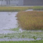 কুড়িগ্রামে রেকর্ড পরিমাণ অতিভারী বৃষ্টিপাত, বোরো ধান নিয়ে বিপাকে কৃষক