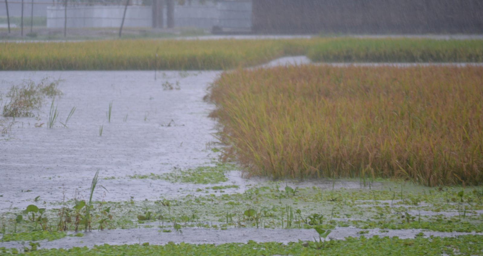 কুড়িগ্রামে রেকর্ড পরিমাণ অতিভারী বৃষ্টিপাত, বোরো ধান নিয়ে বিপাকে কৃষক
