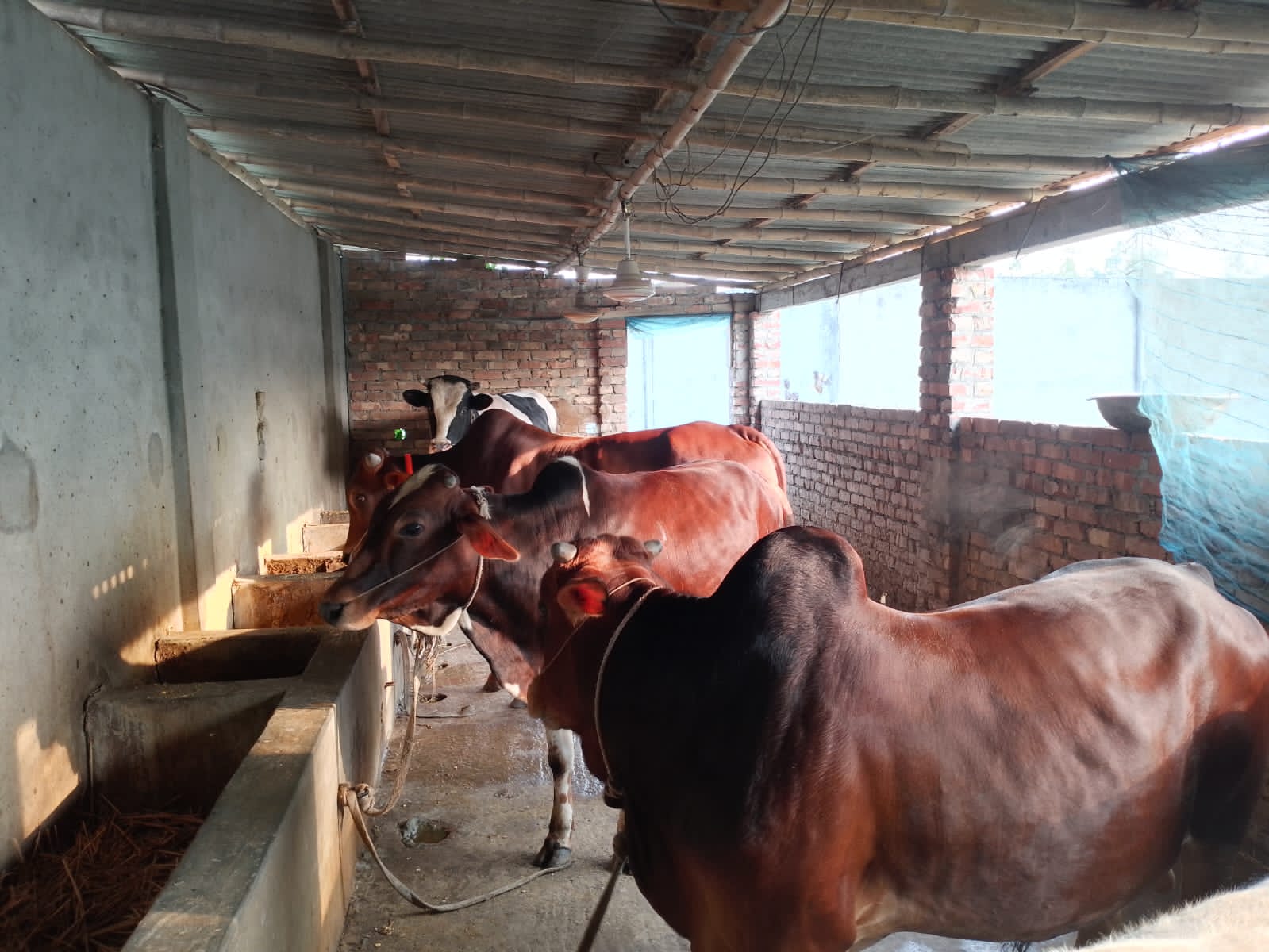 ঈদুল আযহা সামনে রেখে শিবগঞ্জে প্রস্তুত ৬০ হাজারের বেশি কুরবানির পশু