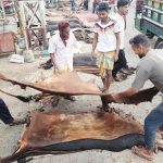 দুপচাঁচিয়ায় কোরবানির পশুর চামড়ার বাজারে ধস, নামমাত্র দামে বিক্রি