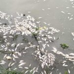 গাইবান্ধায় পুকুরে বিষ দিয়ে ১০-১৫ লাখ টাকার মাছ নিধন: দিশেহারা মৎস্য চাষী