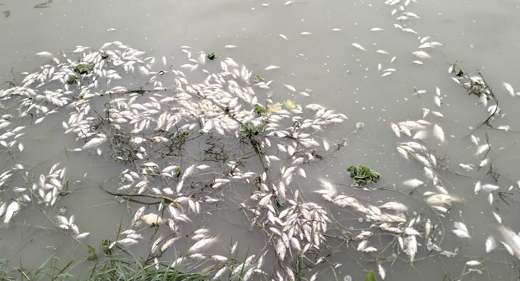 গাইবান্ধায় পুকুরে বিষ দিয়ে ১০-১৫ লাখ টাকার মাছ নিধন: দিশেহারা মৎস্য চাষী