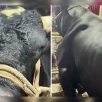 বেশি চিল্লায় তাই  গরুর নাম রাখছি নাসিরুদ্দিন পাটোয়ারী
