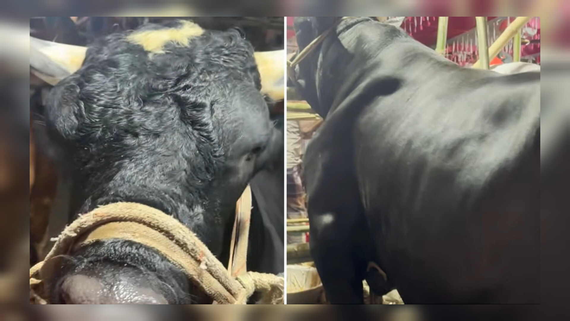 বেশি চিল্লায় তাই গরুর নাম রাখছি নাসিরুদ্দিন পাটোয়ারী