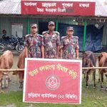 কুড়িগ্রাম সীমান্তে বিজিবির সাঁড়াশি অভিযান, আটক গবাদিপশুসহ নানা চোরাচালানি পণ্য