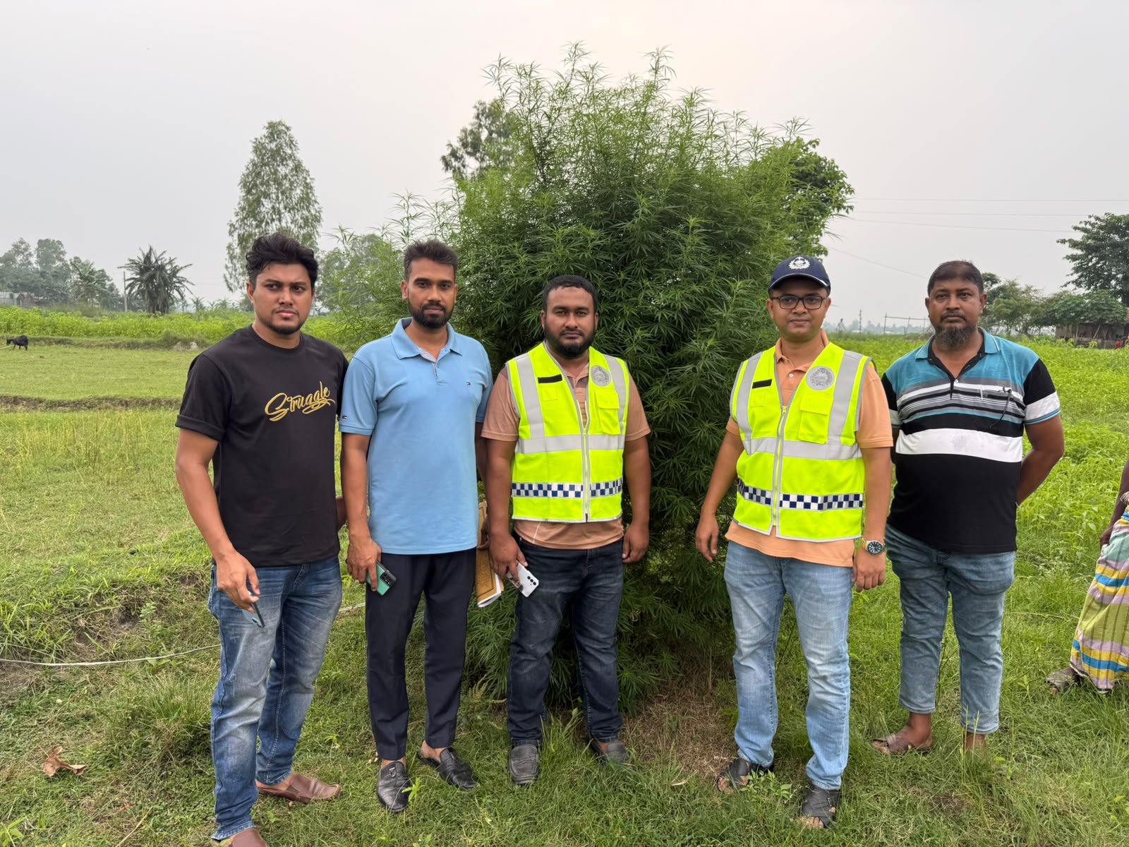 কুড়িগ্রামে মরিচ ক্ষেতে গাঁজার চাষ, ১০ ফুট উচ্চতার গাঁজা গাছ জব্দ