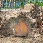 বগুড়ায় ঝড়ে উপড়ে পড়া সরকারি ৫টি গাছ কেটে আত্মসাতের অভিযোগ যুবদল নেতার বিরুদ্ধে