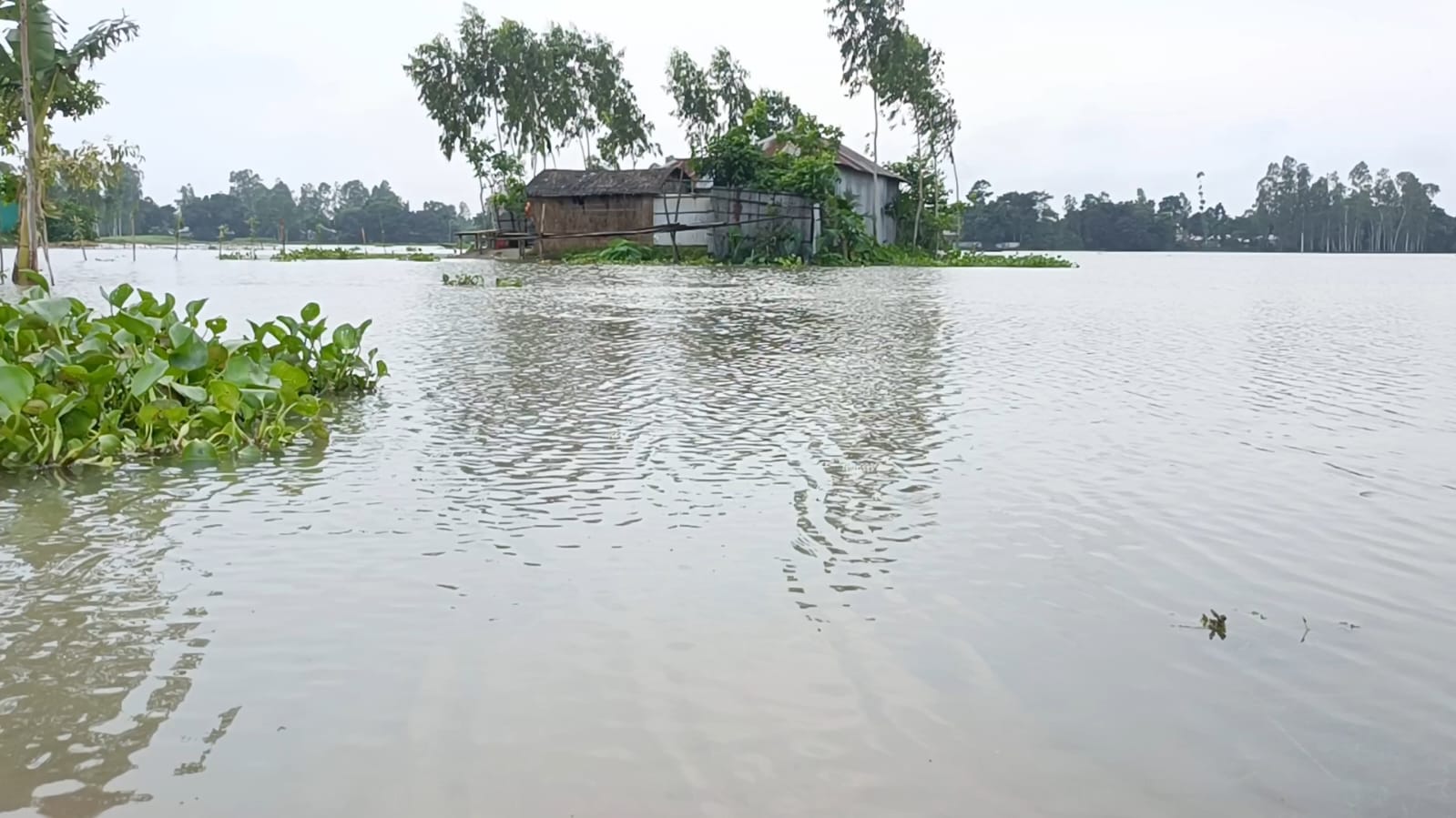 বন্যার পানি কমলেও কুড়িগ্রামে শেষ হয়নি দুর্ভোগ, কৃষকের ৫০০ হেক্টর ফসল ক্ষতিগ্রস্ত