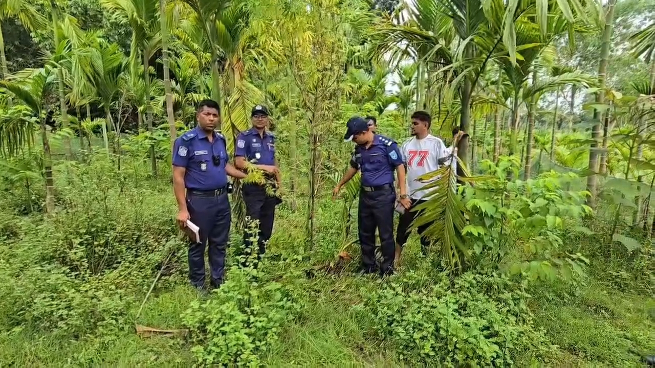কুড়িগ্রামে সুপারির বাগানে গাঁজা চাষ: অভিযান চালিয়ে চারটি গাঁজা গাছ জব্দ করল পুলিশ